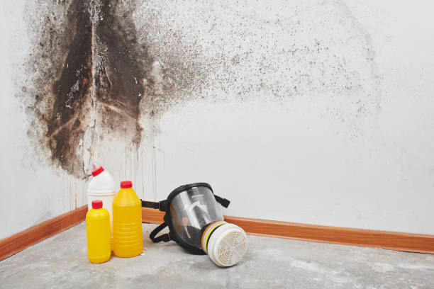 Best Attic Mold Removal  in Harleigh, PA