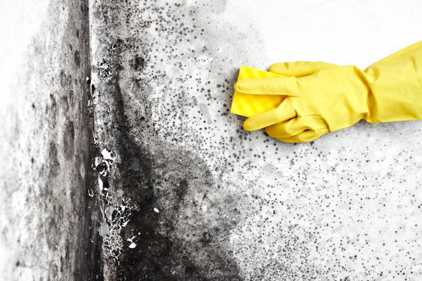 Best Emergency Mold Removal  in Harleigh, PA