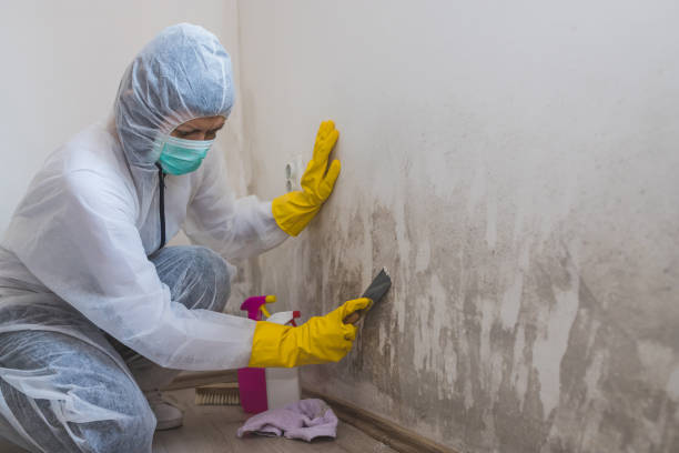 Best Mold Removal Specialists  in Harleigh, PA