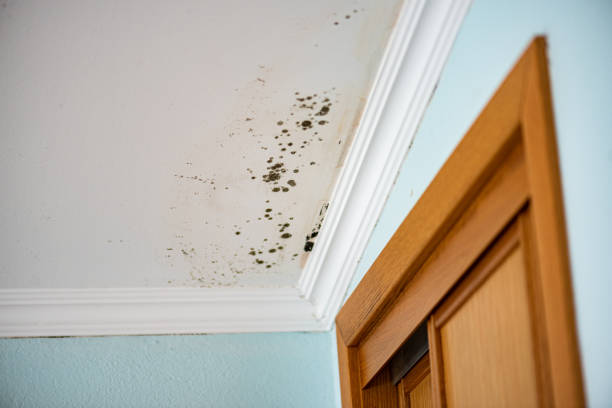Best Mold Testing  in Harleigh, PA