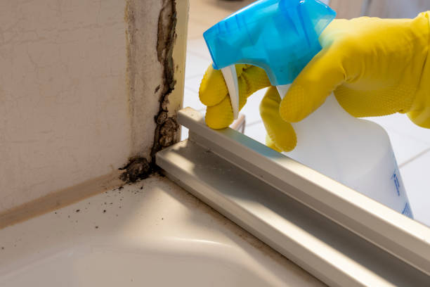 Mold Removal Process in Harleigh, PA