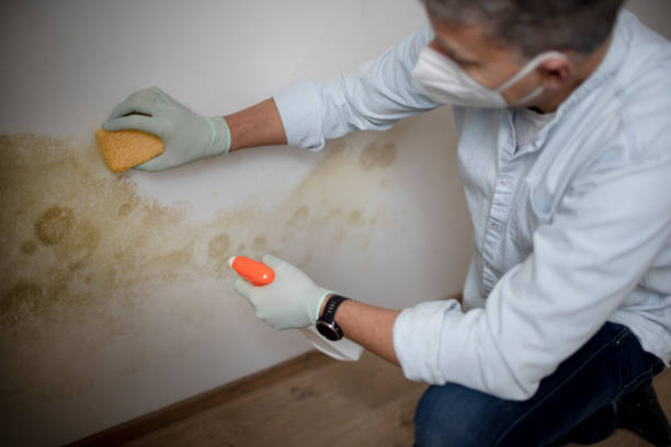 Best Certified Mold Removal  in Harleigh, PA