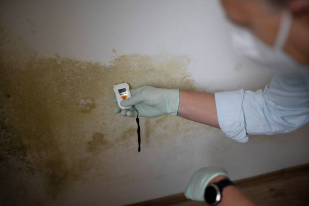 Reliable Harleigh, PA Mold Removal Solutions