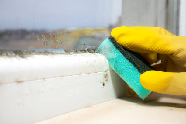 Best Mold Removal Near Me  in Harleigh, PA