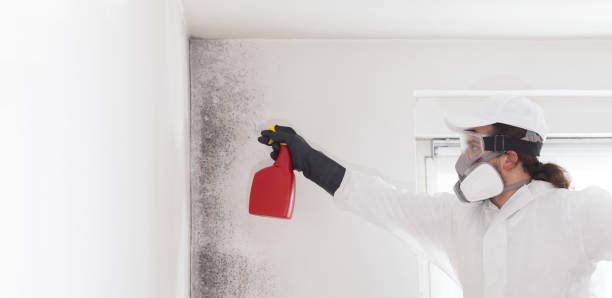 Best Residential Mold Removal  in Harleigh, PA