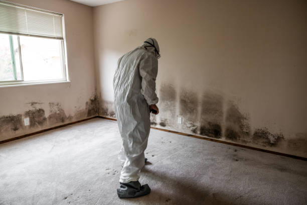 Best Same-Day Mold Removal  in Harleigh, PA